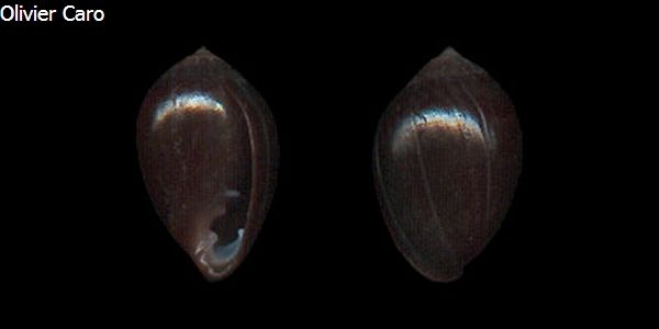 no photo for this shell